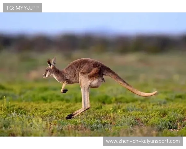 澳大利亚袋鼠队再获国际赛金牌，实力不容小觑，你不知道澳大利亚袋鼠